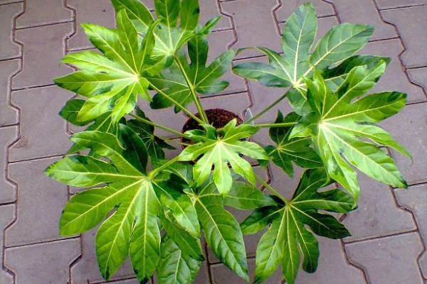 八角金盘有没有毒,毒性主要集中在茎部