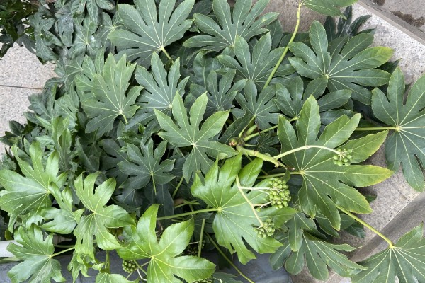 八角金盘有没有毒,毒性主要集中在茎部