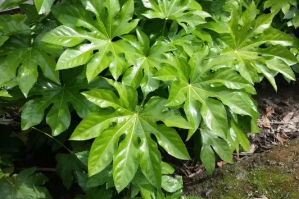 八角金盘有没有毒,毒性主要集中在茎部