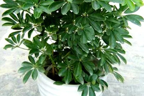 八角金盘有没有毒,毒性主要集中在茎部