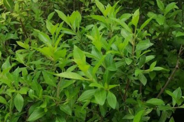 怎么养散沫花，要保证环境温度为15-30℃