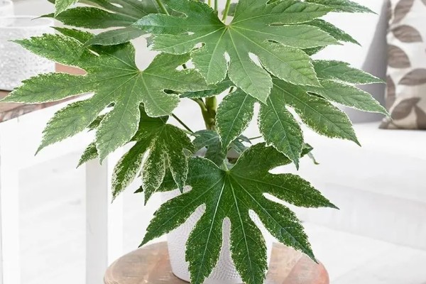 八角金盘有没有毒,毒性主要集中在茎部