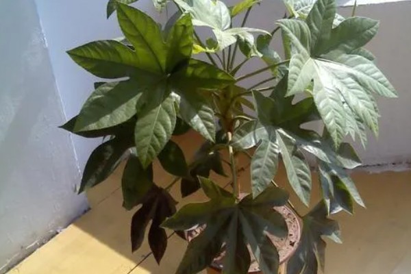 八角金盘有没有毒,毒性主要集中在茎部