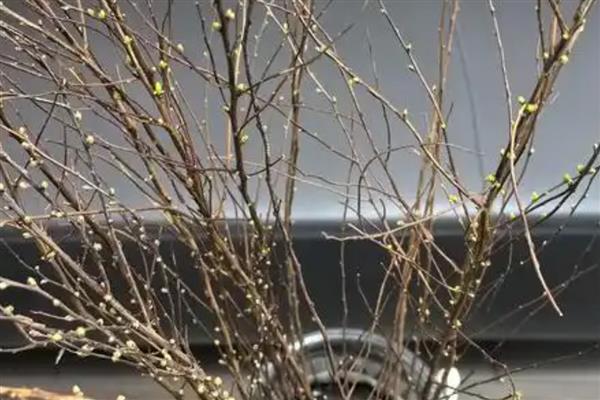 雪柳枝条能养多久，可以养2-3个月
