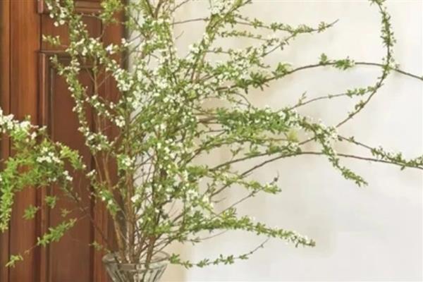 雪柳枝条能养多久，可以养2-3个月