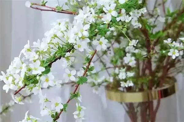 雪柳枝条能养多久，可以养2-3个月