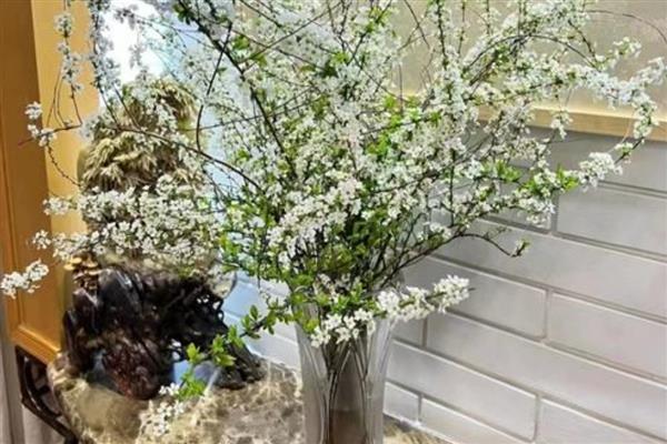 雪柳枝条能养多久，可以养2-3个月