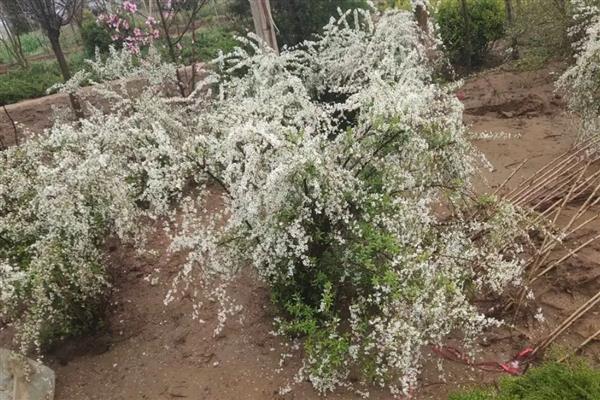 雪柳枝条能养多久，可以养2-3个月