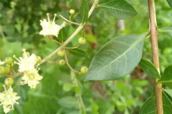 怎么养散沫花，要保证环境温度为15-30℃