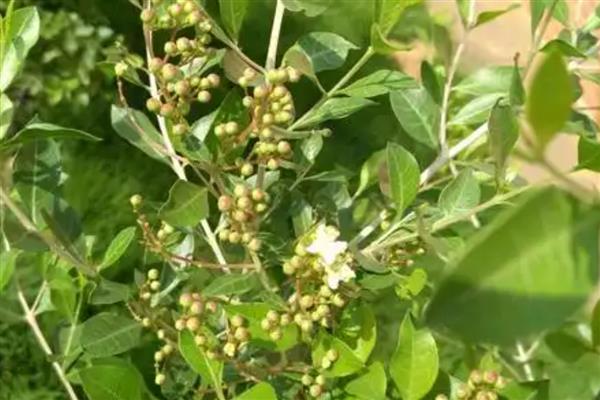 怎么养散沫花，要保证环境温度为15-30℃