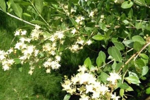 怎么养散沫花，要保证环境温度为15-30℃