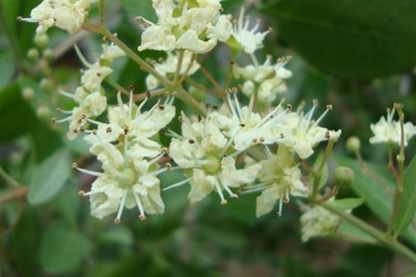 怎么养散沫花，要保证环境温度为15-30℃