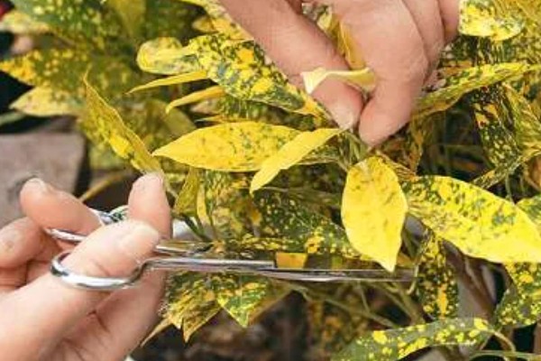 植物被冻死还有没有救,根系正常的话一般能存活