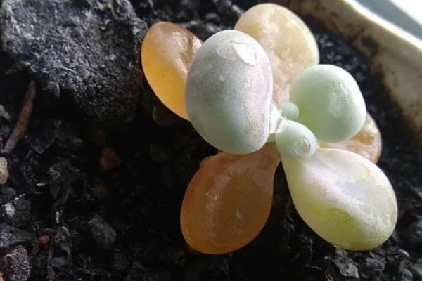 多肉化水的原因,可能是水分过多所致