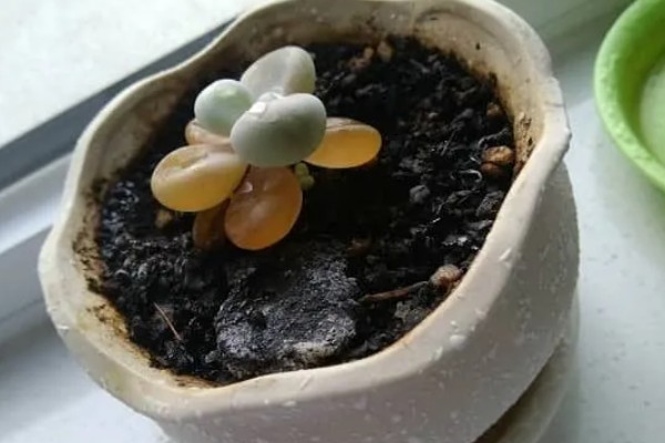 多肉化水的原因,可能是水分过多所致