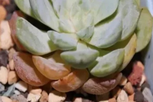 多肉化水的原因,可能是水分过多所致