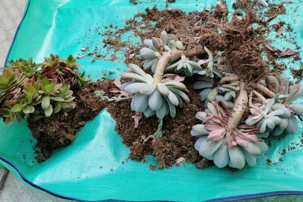 多肉化水的原因,可能是水分过多所致