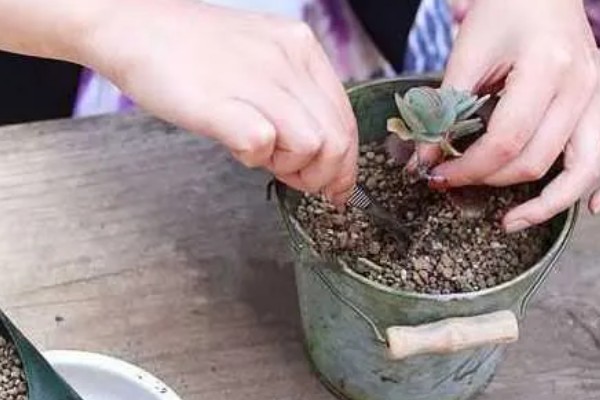 多肉化水的原因,可能是水分过多所致