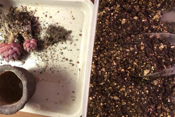 多肉化水的原因,可能是水分过多所致