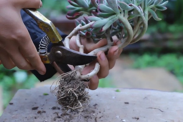 多肉化水的原因,可能是水分过多所致