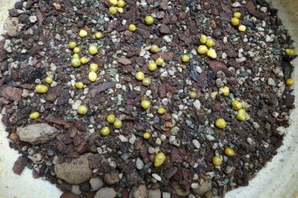 多肉化水的原因,可能是水分过多所致