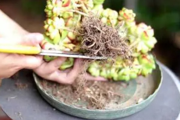 多肉化水的原因,可能是水分过多所致