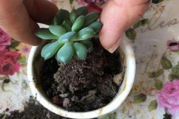 多肉化水的原因,可能是水分过多所致