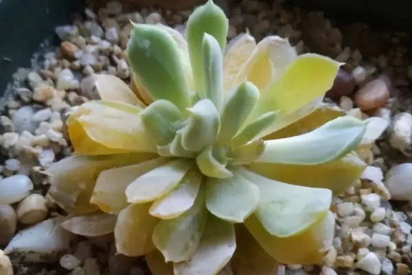 多肉化水的原因,可能是水分过多所致