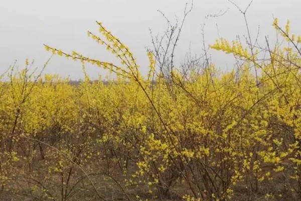 种植连翘几年能有收益,要种植2-3年才会有收益