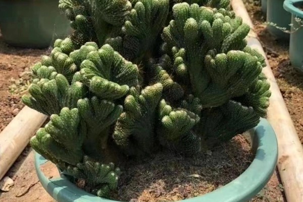 怎么养殖仙人山，每隔3-5天浇一次水
