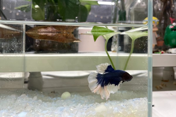 斗鱼可以和锦鲤鱼一起养吗,最好不要一起混养