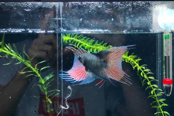 斗鱼可以和锦鲤鱼一起养吗,最好不要一起混养