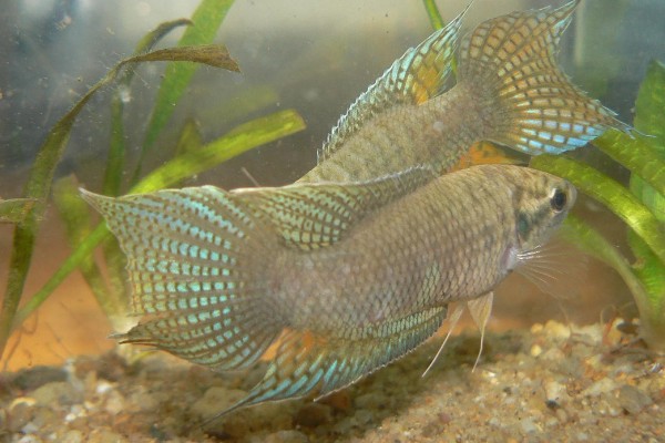 斗鱼可以和锦鲤鱼一起养吗,最好不要一起混养