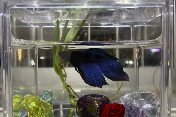 斗鱼可以和锦鲤鱼一起养吗,最好不要一起混养