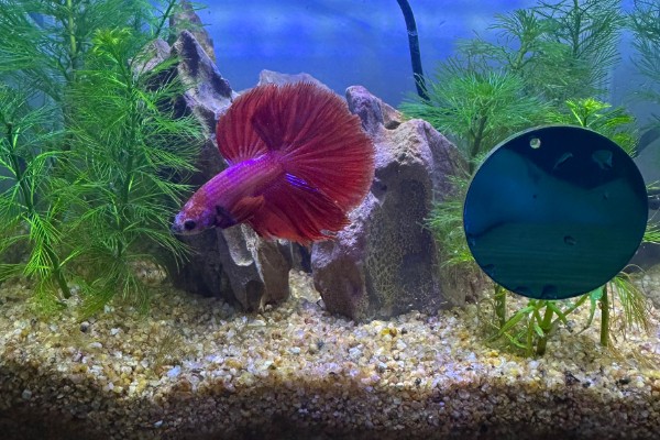 斗鱼可以和锦鲤鱼一起养吗,最好不要一起混养