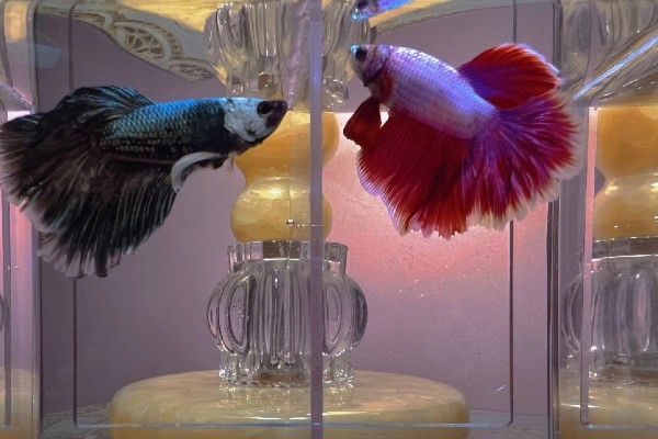 斗鱼可以和锦鲤鱼一起养吗,最好不要一起混养