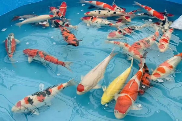 斗鱼可以和锦鲤鱼一起养吗,最好不要一起混养