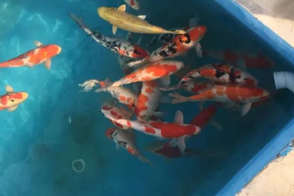 斗鱼可以和锦鲤鱼一起养吗,最好不要一起混养