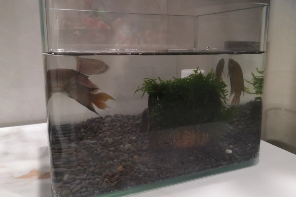 斗鱼可以和锦鲤鱼一起养吗,最好不要一起混养