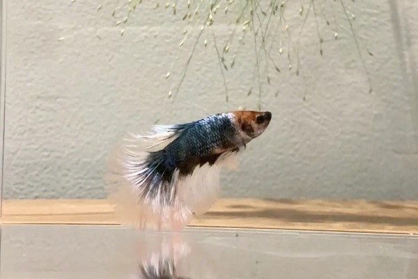 斗鱼可以和锦鲤鱼一起养吗,最好不要一起混养