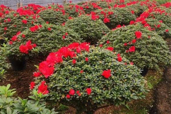 杜鹃花的养护方式，春秋季节要让它全天晒光