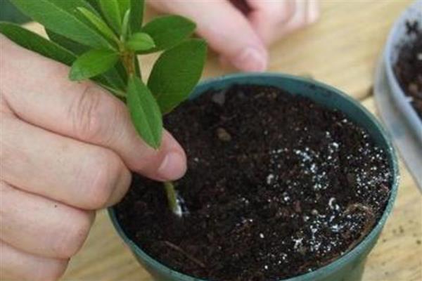 杜鹃花的养护方式，春秋季节要让它全天晒光