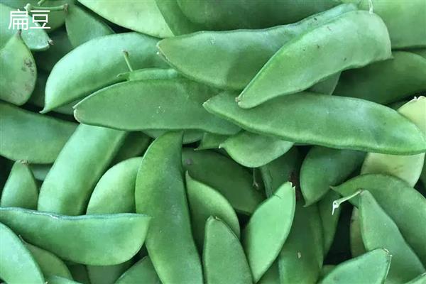 扁豆和四季豆有什么区别，品种和果实均不同