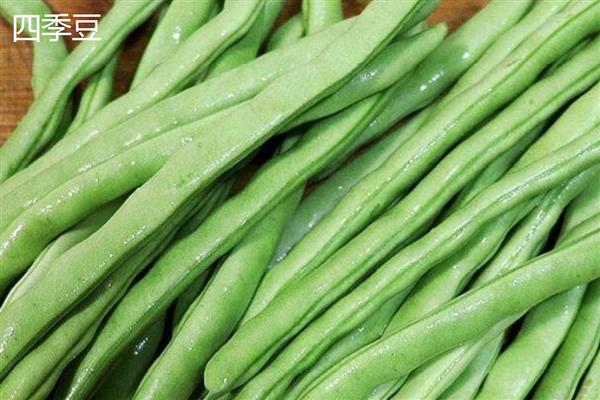扁豆和四季豆有什么区别，品种和果实均不同