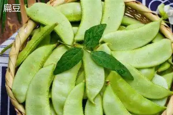扁豆和四季豆有什么区别，品种和果实均不同