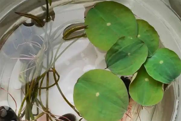 碗莲如何分株，在春秋季节进行