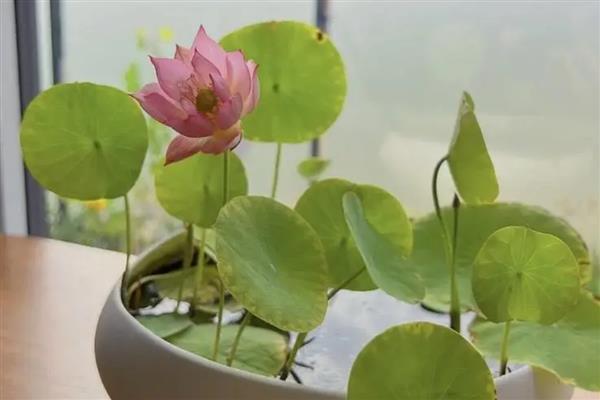 碗莲如何分株，在春秋季节进行