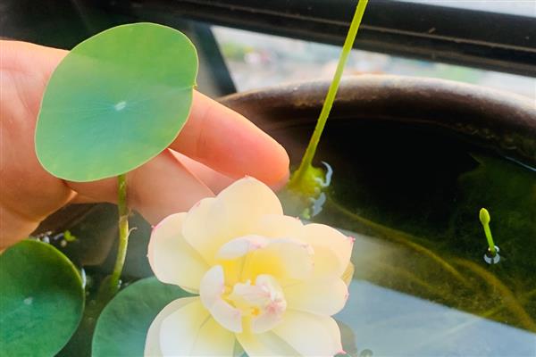 碗莲如何分株，在春秋季节进行
