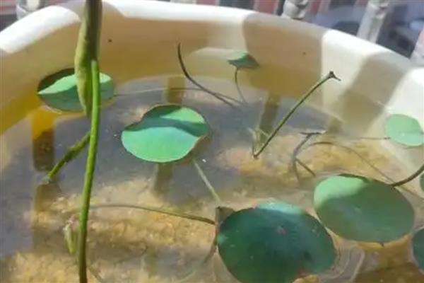 碗莲如何分株，在春秋季节进行