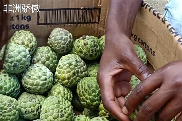释迦的价格，每斤在30元左右